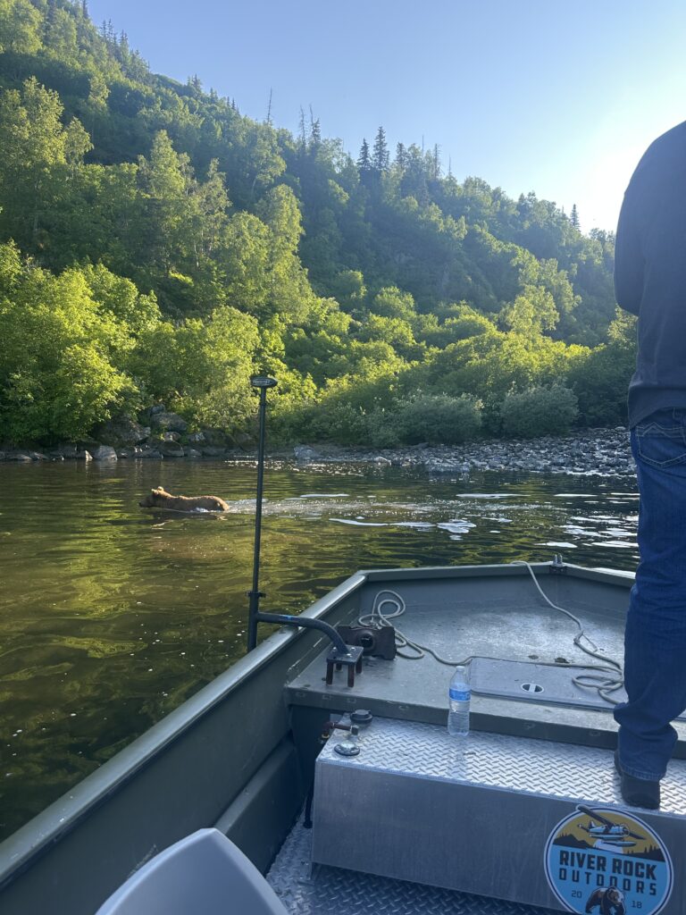 Brown bear swimming across a river, seen from the bow of a River Rock Outdoors boat