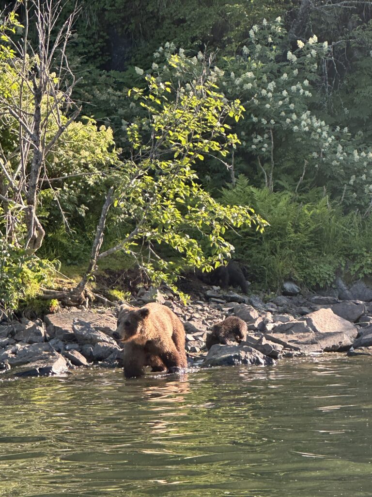 Brown bear and cub at the water's edge on a rocky shore