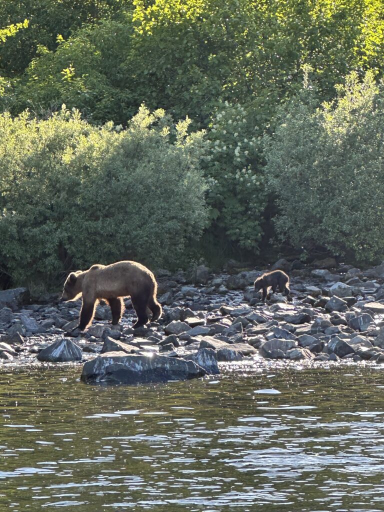 Brown bear and cub walking along a rocky riverbank