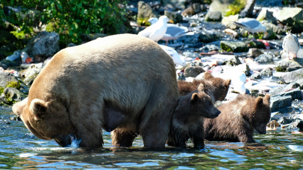 Brown bear sow and three cubs fishing in a rocky stream