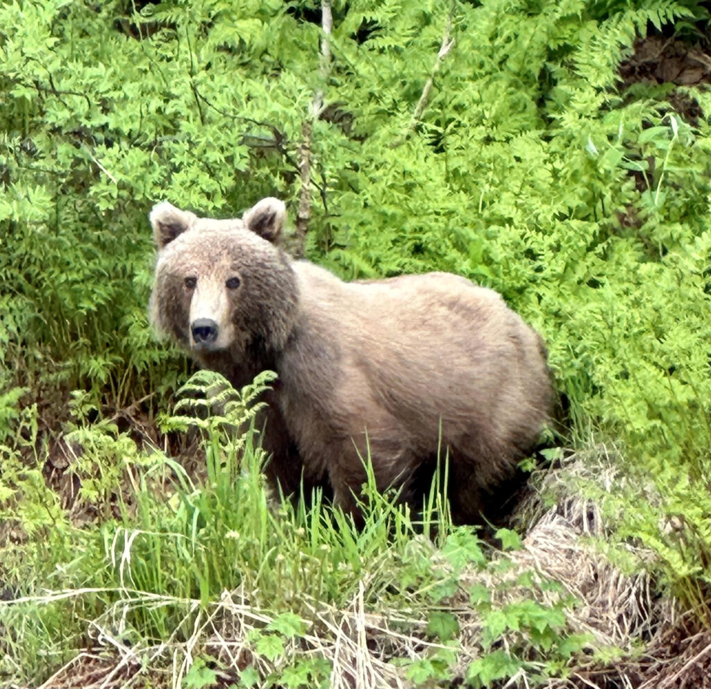 Young brown bear standing among tall ferns