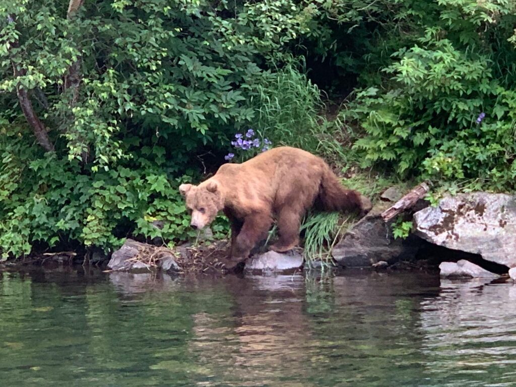 Brown bear stepping down the rocks to the water's edge