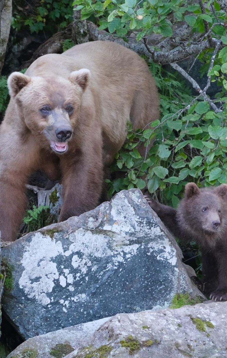 Big River Lakes Fly-Out Bear Viewing